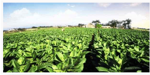 新商盟app订烟手机版官方下载1