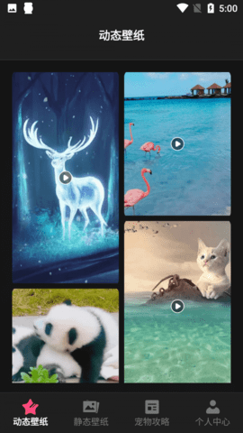 猫咪壁纸去水印下载1