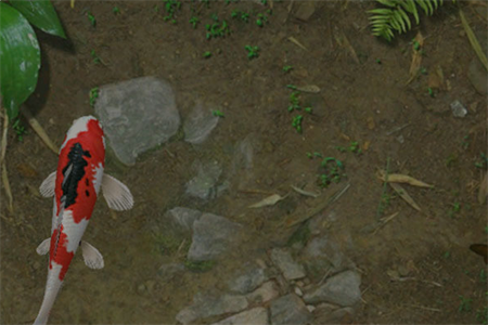 动态荷花锦鲤鱼池无限金币解锁版下载