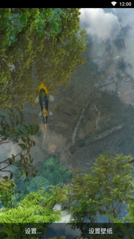 动态荷花锦鲤鱼池无限金币解锁版下载1