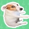 耍起语音盒最新版安卓